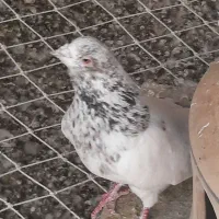 کبوتر زحمت کشیده