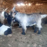 کهره روزگاری