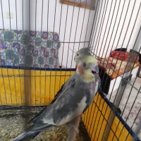 عروس هلندی جفت مولد