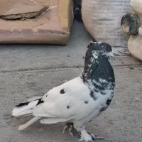 کفتر کله دم سیاه عتیقه