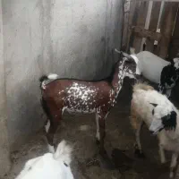 نری بزرگ و متوسط باب خون کردن ماه محرم