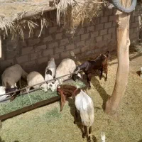 گوسفند