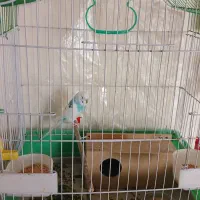 یک جفت پرنده مرغ عشق با دو جوجه