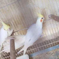 عروس هلندی