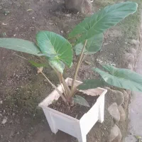 گل باباادم قیمت مناسب