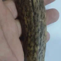 چاقو قدیمی دسته شاخ