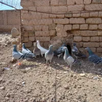 ۹عددکبوتر پرشی