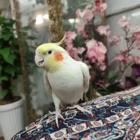 عروس لوتینو گمشده سخنگو