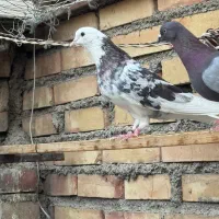 کبوتر فروشی