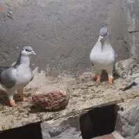 شیخی باز لار