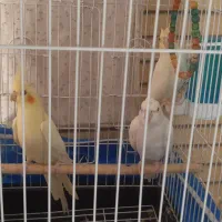 عروس هلندی