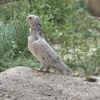 ۲تا نر فری