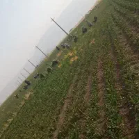 سرکارگر