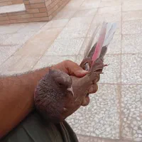 کبوتر