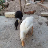فروش یک جفت کردک