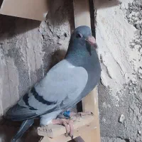 کبوتر