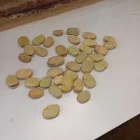 فروش باقله