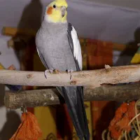 عروس هلندی گم شده