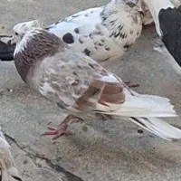 کفتر شازده سرور