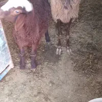 یک راس میش بره نر