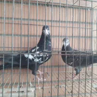 کبوتر