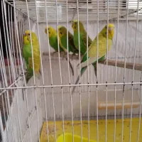 مرغ عشق