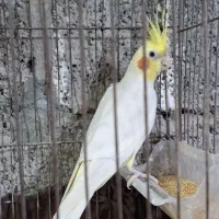 عروس هلندی نر