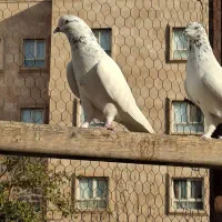 کفتر جفتی مایه