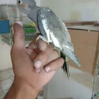 مرغ عشق