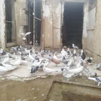 کفتر.کبوتر