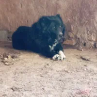 سگ قهدریجانی نر نگهبان
