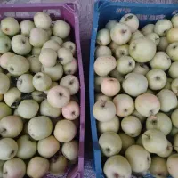 سیب گلاب خوشمزه