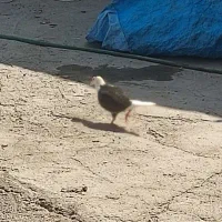 یک عدد جوجه پشتدار بفروش می رود