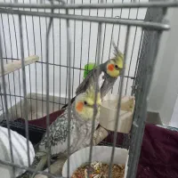 یک جفت عروس هلندی