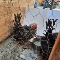 تخم نطفه دار