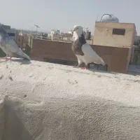 کبوتر طوقی