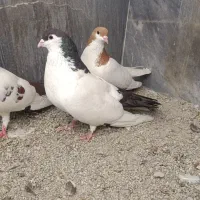 کفتر خال اس