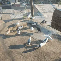 کبوتر گشتی