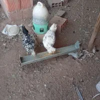 مرغ گلین