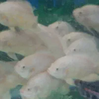 ماهی اسکار درشت