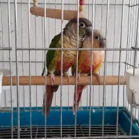 طوطی گرینچینگ جفت سخنگو
