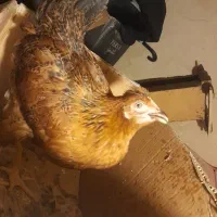 فروش مرغ ۳ماهه