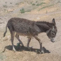 خر فروشی