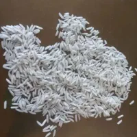 برنج شیرودی