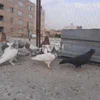 کبوتر طوقی هفت رنگ سینه تافته ای