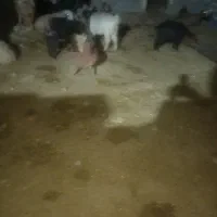 ۳۰راس بز و کهره دار و چبش