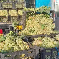 انگور شیره درجه یک