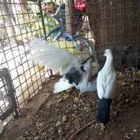 کفتر یا کبوتر جهت معاوضه