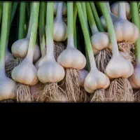 اجاره یک هکتار زمین کشاورزی واسه سیرو سیب زمینی