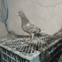 کبوتر پلاکی .جوجه پلاکی